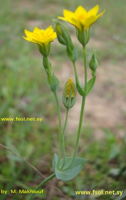 Blackstonia acuminata (Koch et Ziz.) Domin